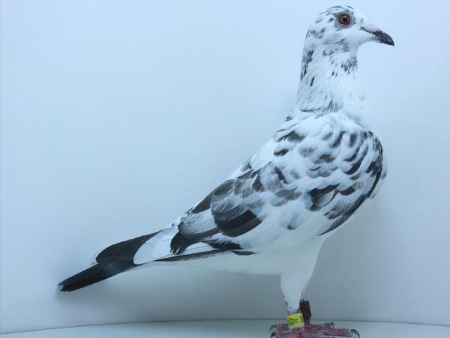 哪一些做法会让你的鸽子容易丢失?