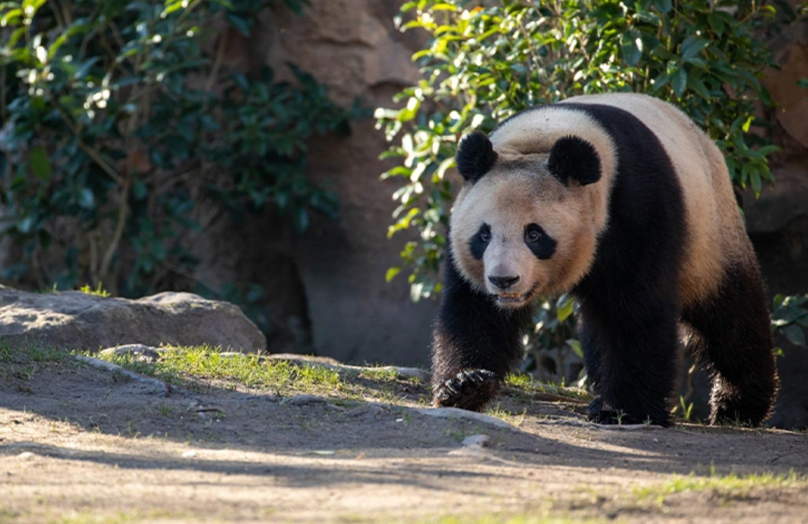 旅法大熊猫幼仔圆梦即将于7月25日回国