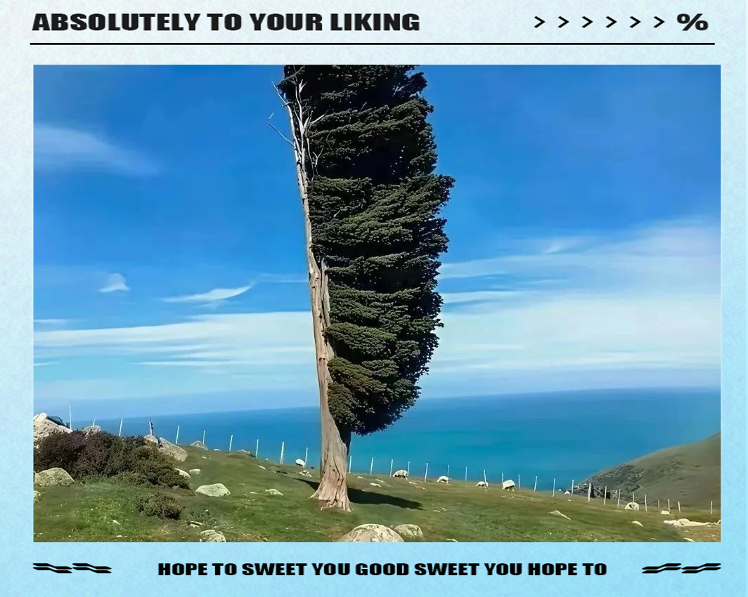 探索高山地区旗形树的奇妙形成