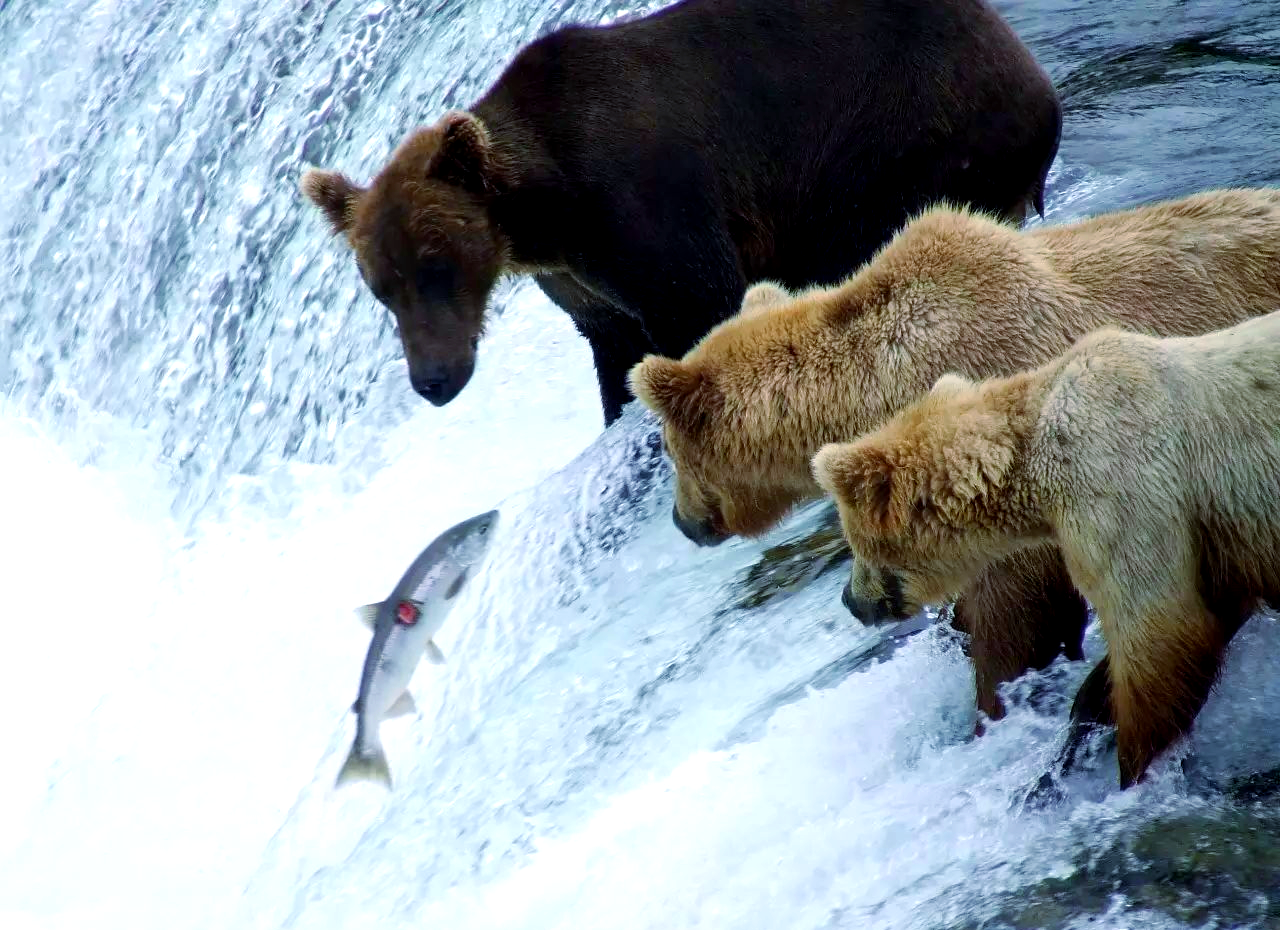 鲑鱼洄游:一场生命与自然的奇妙旅程