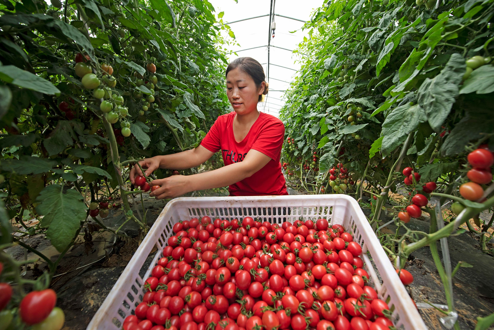 圣女果种植 - 2020年最新商品信息聚合专区 - 百度爱采购
