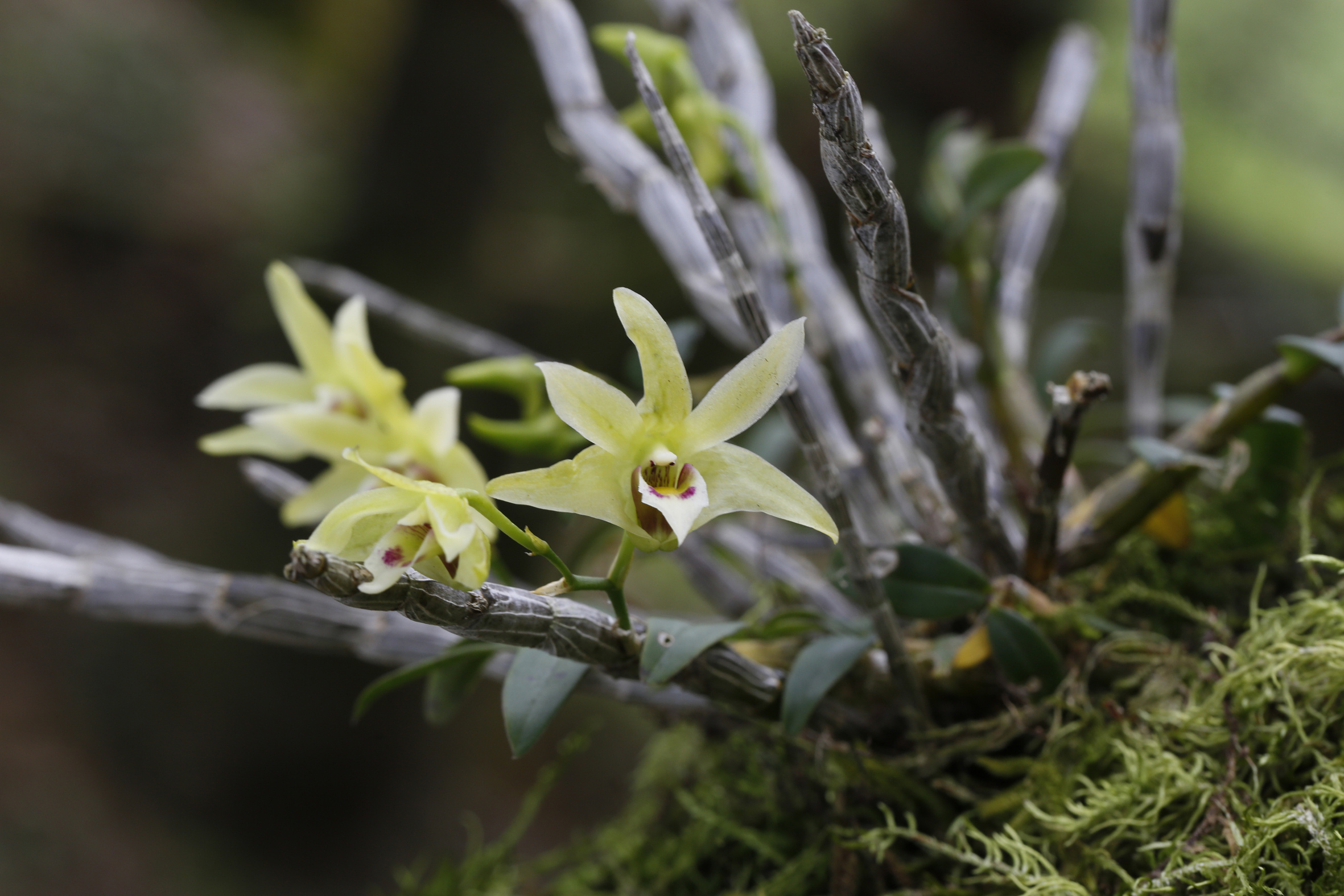 石斛活 - 2020年最新商品信息聚合专区 - 百度爱采购