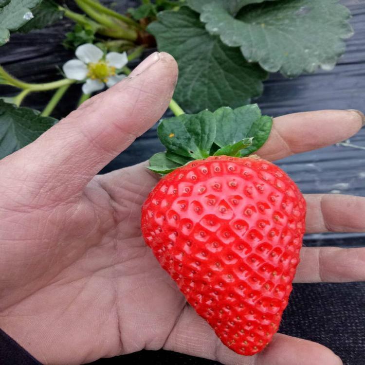 早熟宁玉草莓品种介绍,宁玉草莓苗育苗基地