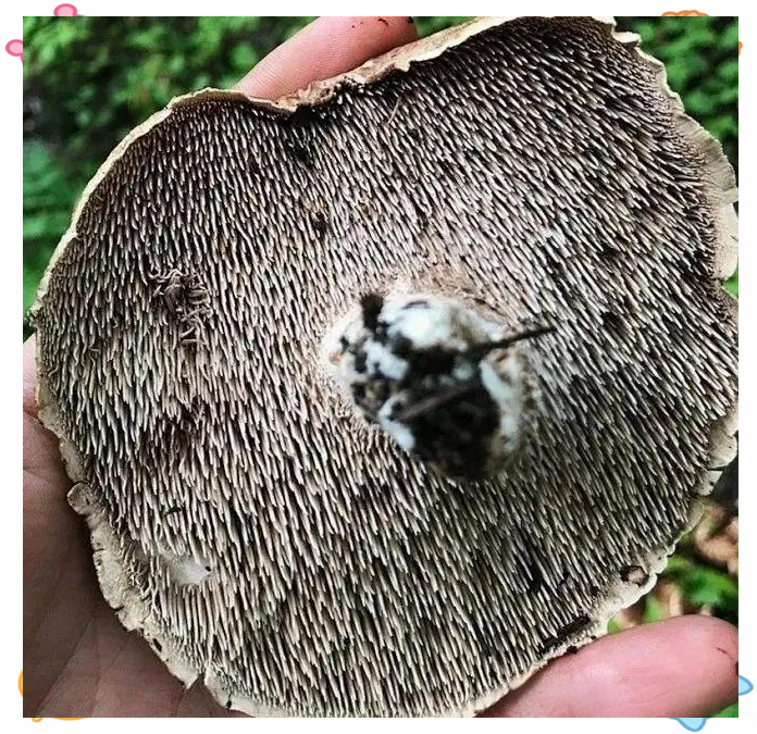 虎掌菌与宽鳞大孔菌:相似外观下的生态与特征差异