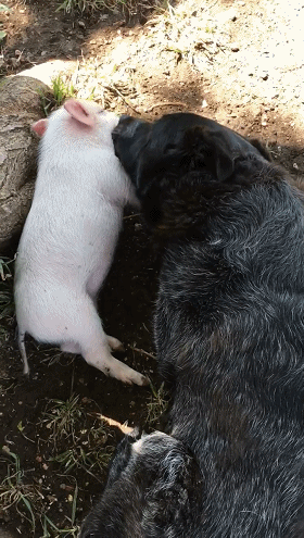 粉红猪睡到打呼,隔壁暖心汪星人帮舔毛!