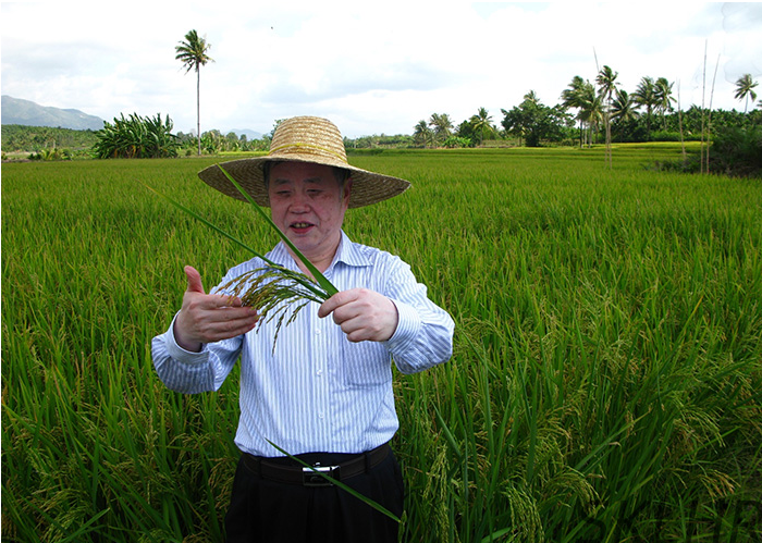 朱英国:为粮食安全奋斗至最后一刻|中国攻克杂交水稻难关50周年