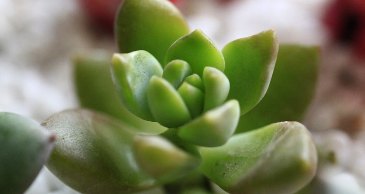 景天科植物图片及名称