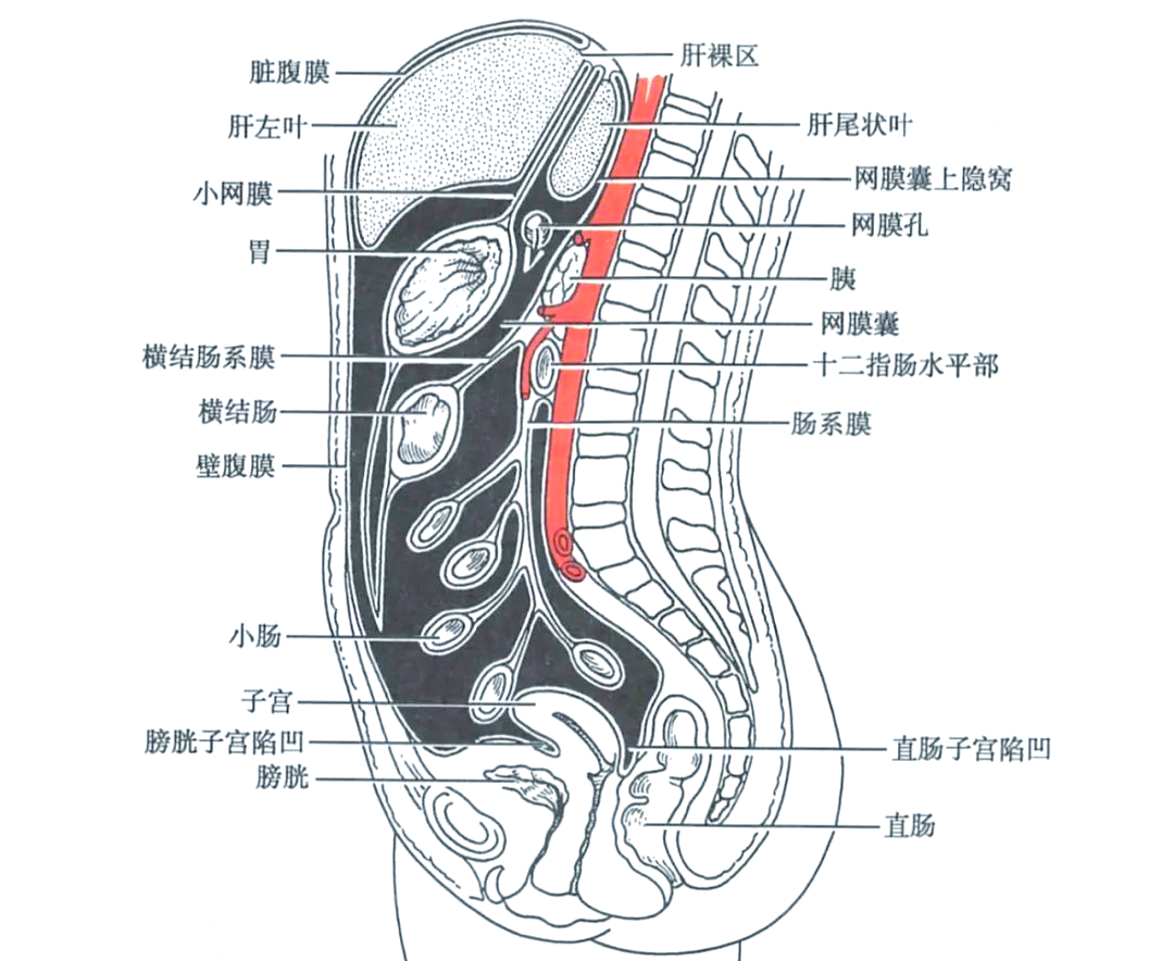 胃的全面解剖：位置、结构、血管与神经等详细解析