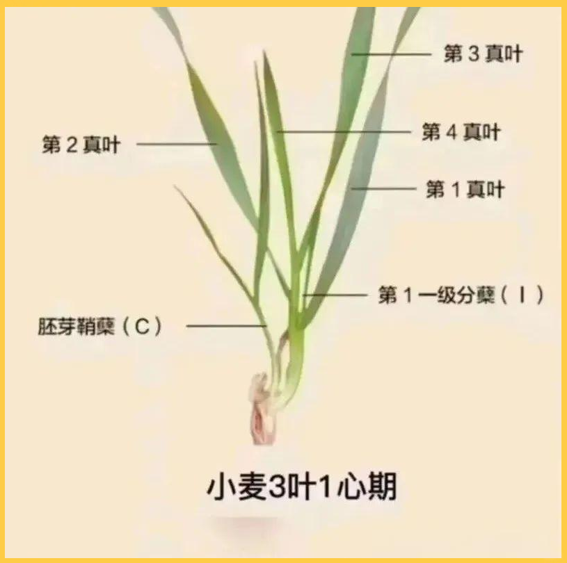 小麦三叶一心期管理关键,分蘖与产量大揭秘