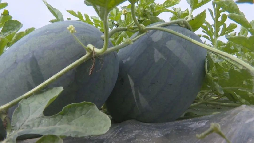 能征服"挑食"小仙女静雯的"瓜中之王",究竟是个什么瓜?