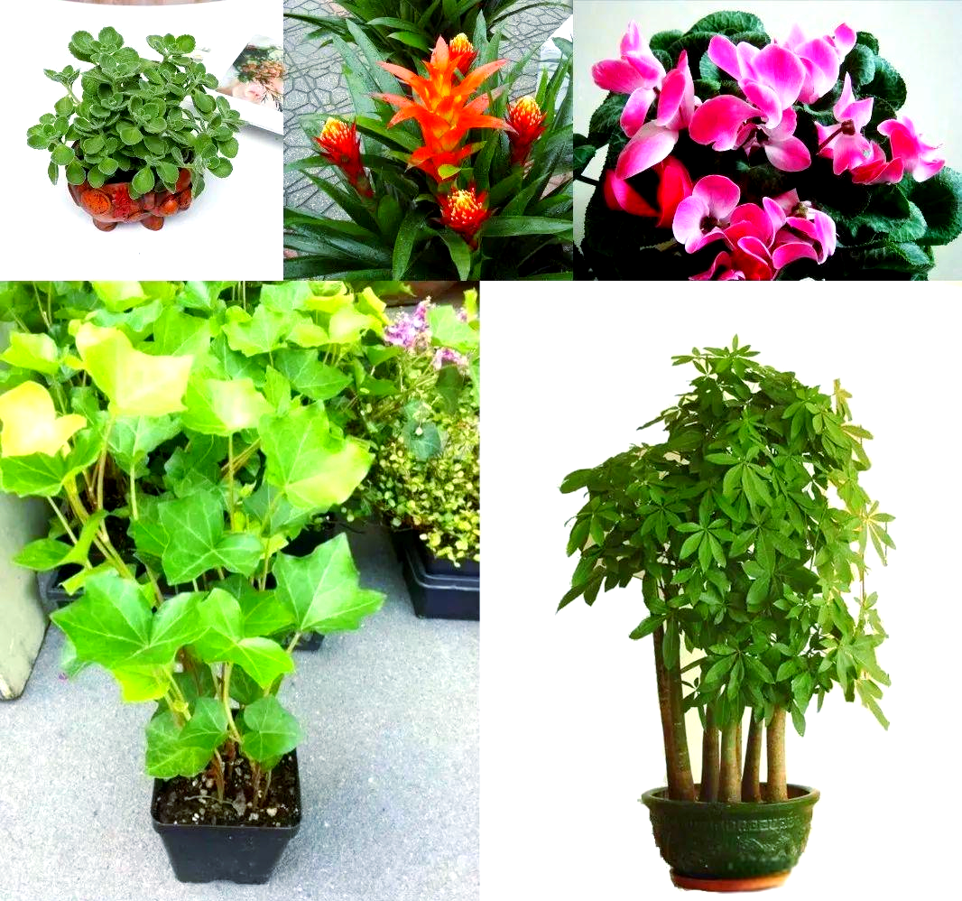 十二生肖的旺财植物推荐