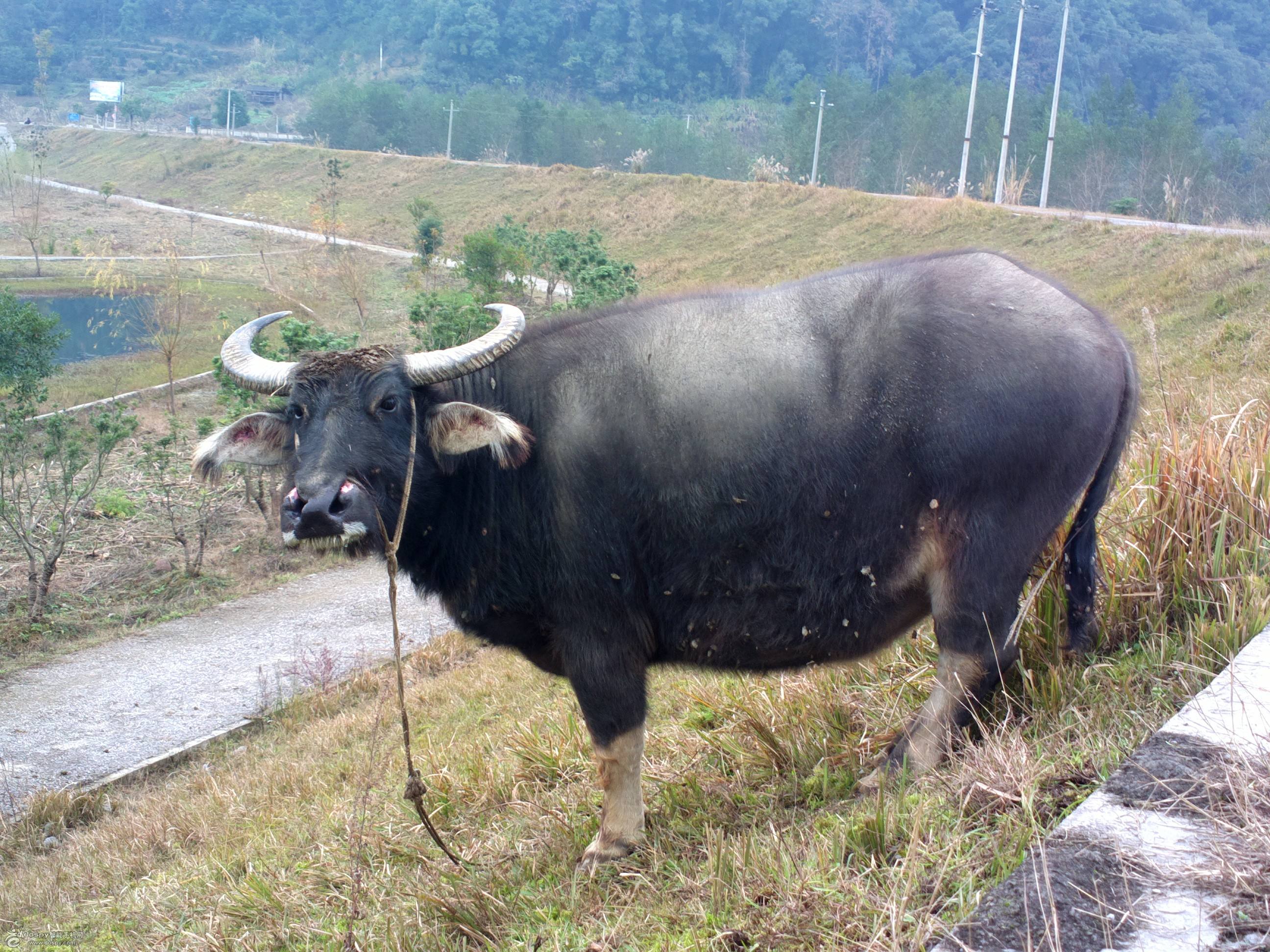 你见过会说话的牛吗?村里小明说出了他的经历