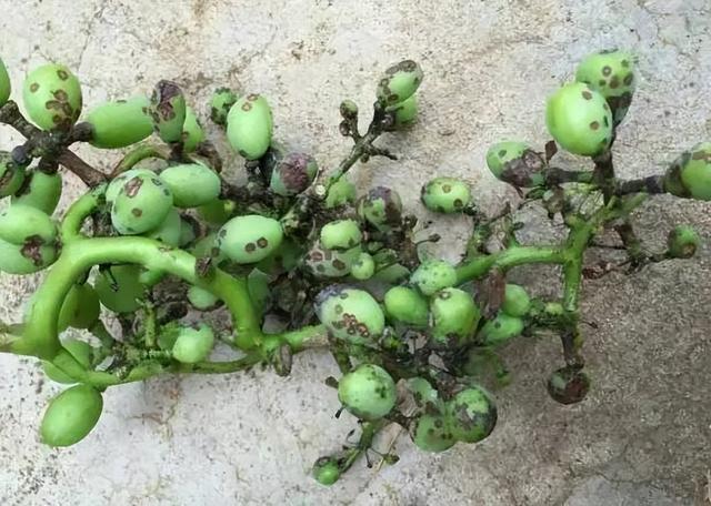 葡萄黑痘病又称疮痂病,俗称蛤蟆眼,火龙黑斑,鸟眼病,如何防治