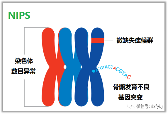 叮~您有一份染色体微缺失微重复报告解读指南,请查收!