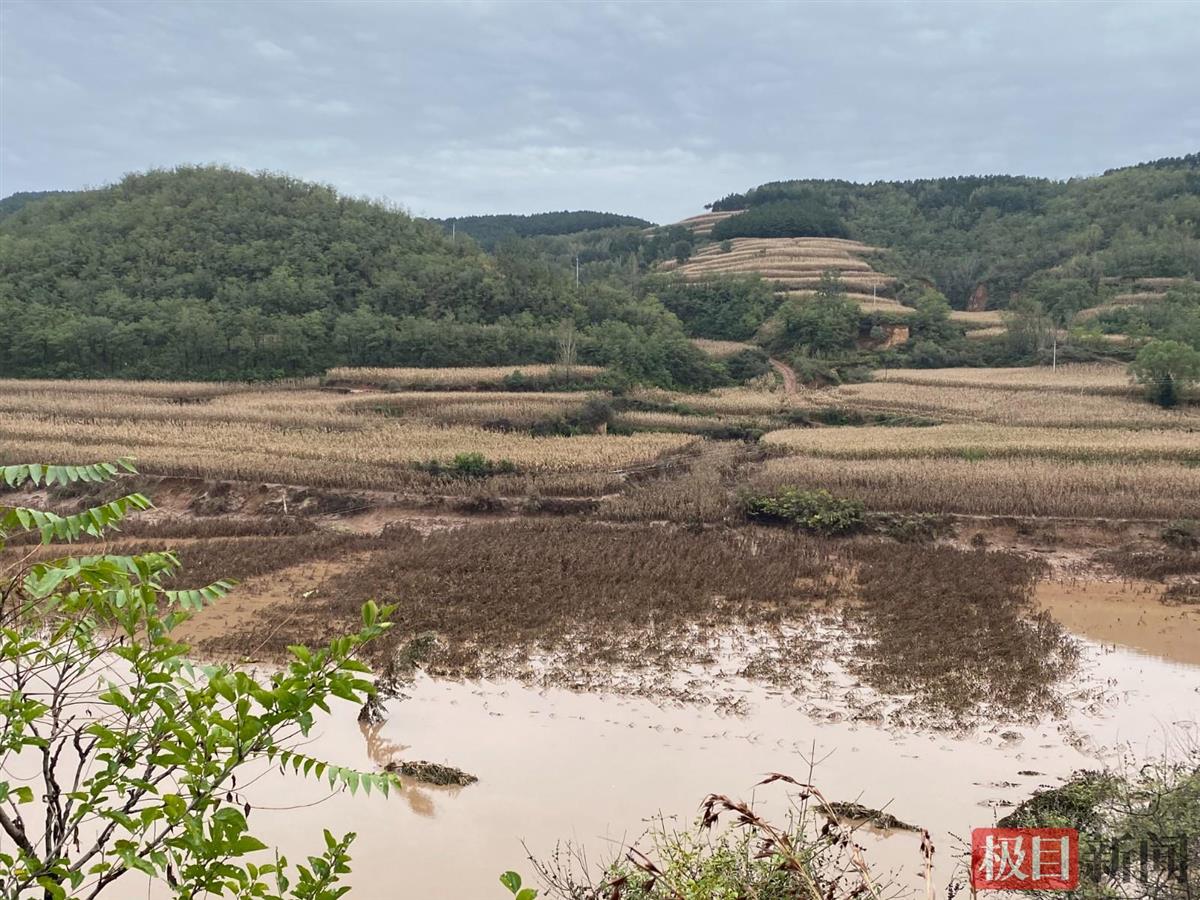 洪水退去後的玉米地