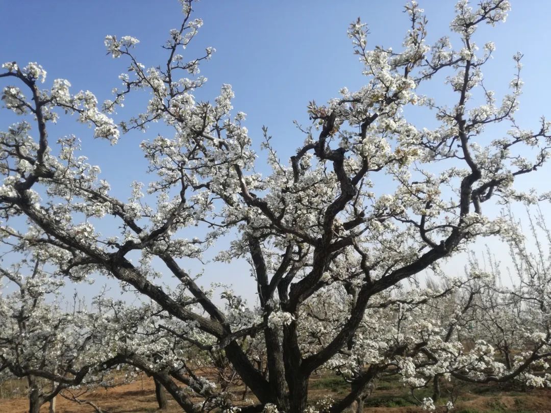 昌黎县正明山百年梨园.jpg
