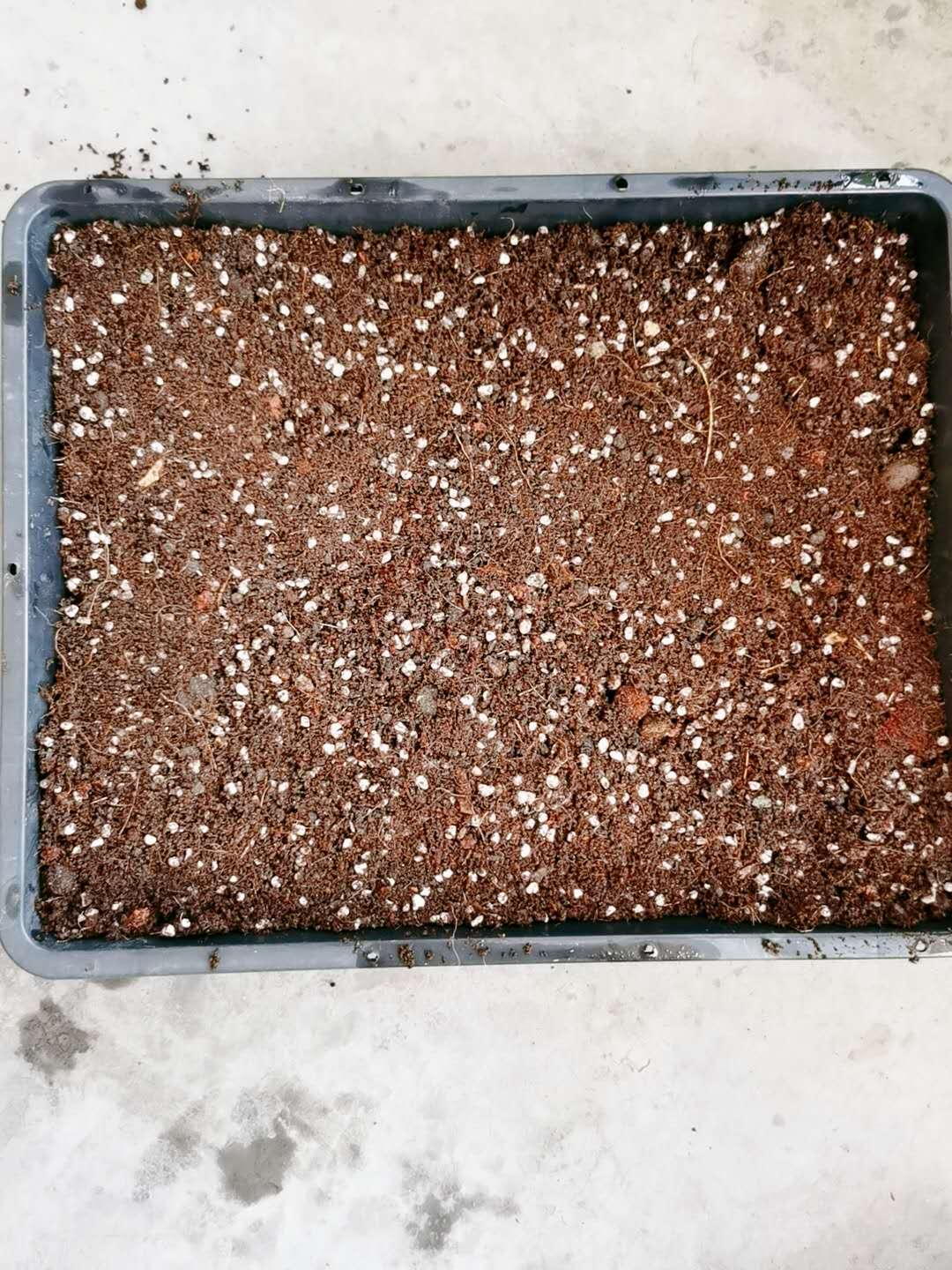 不用着急上盆,把叶片放在通风阴凉处一直晾着,等发芽出根再放在盆土上