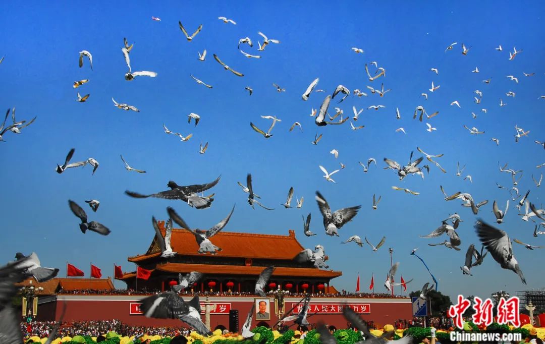 迎新年放飞和平鸽源于何时?带你了解"和平鸽"的前世今生