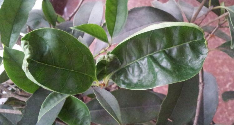 桂花树苗价格总汇大全图片