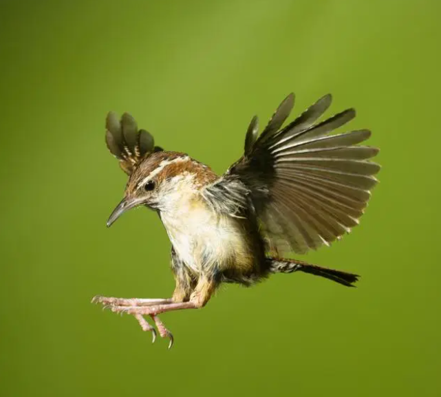鹪鹩鸟的饲养方法