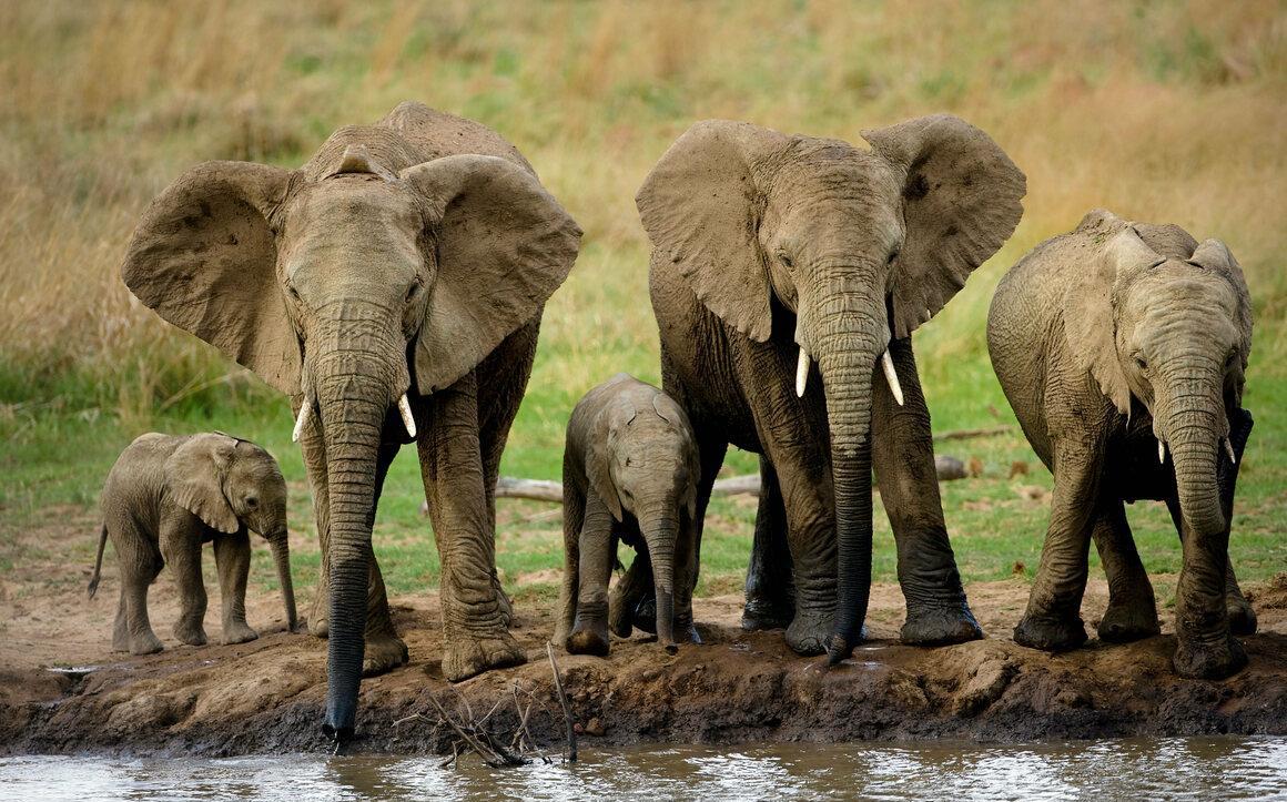 云南发生5.1级地震,大象迁徙是否与此有关系?