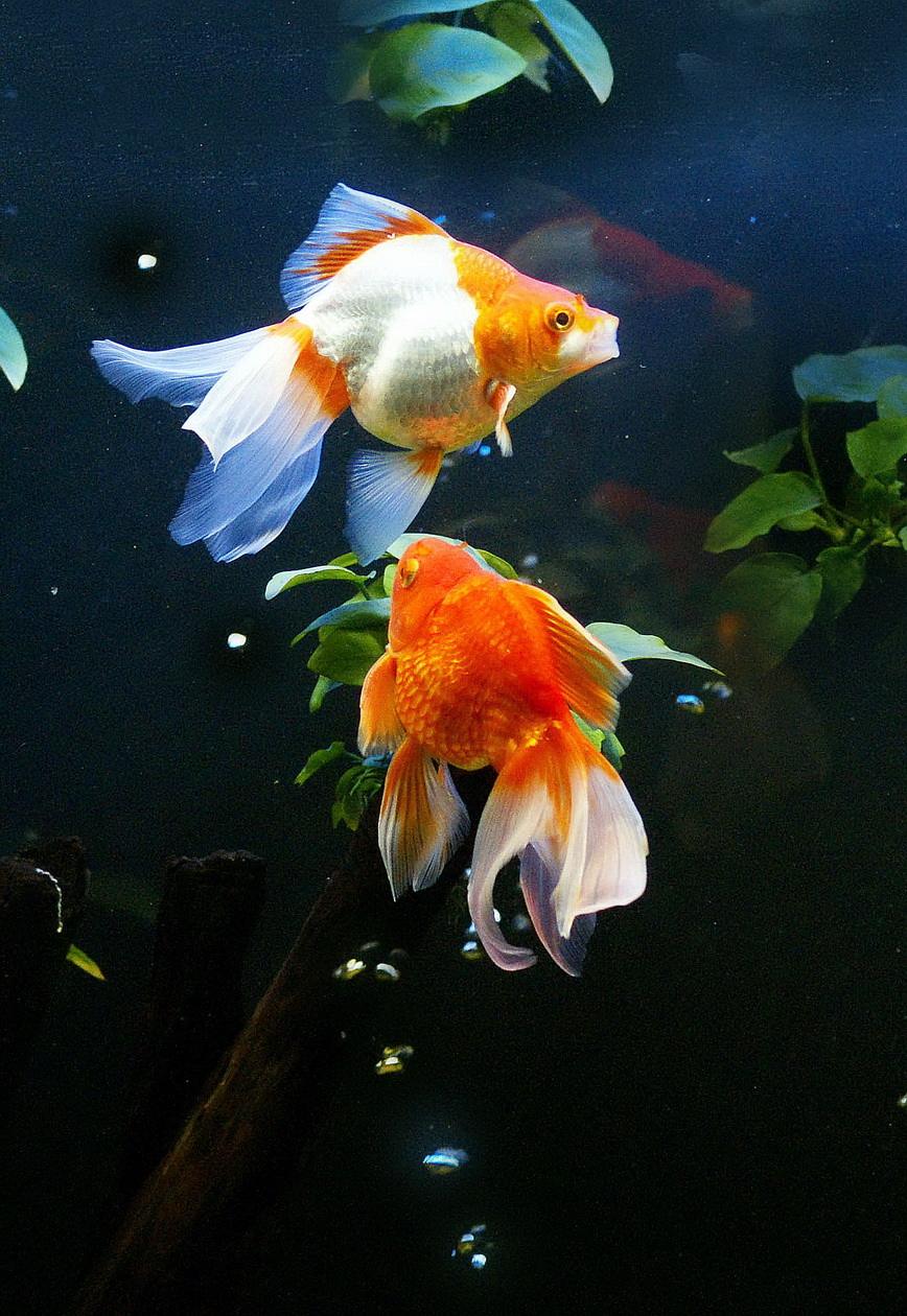 世界排名第一丑,全身瘫软如"行走的烂泥",水滴鱼为何濒临灭绝