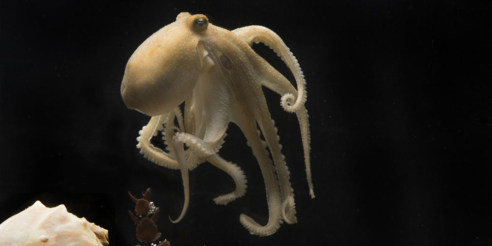 在新生命降临之前,母章鱼会"自残"而亡,新研究:受胆固醇影响