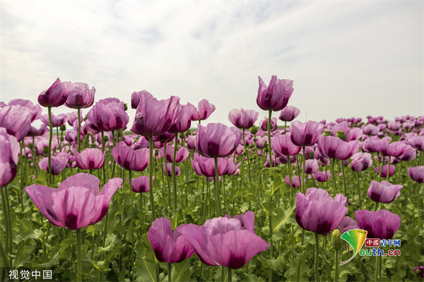 德国萨克森自由州粉色虞美人盛开