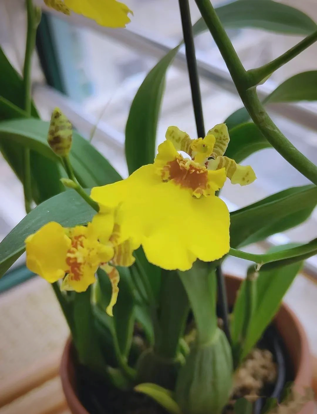 跳舞兰盆栽的养护要点与注意事项