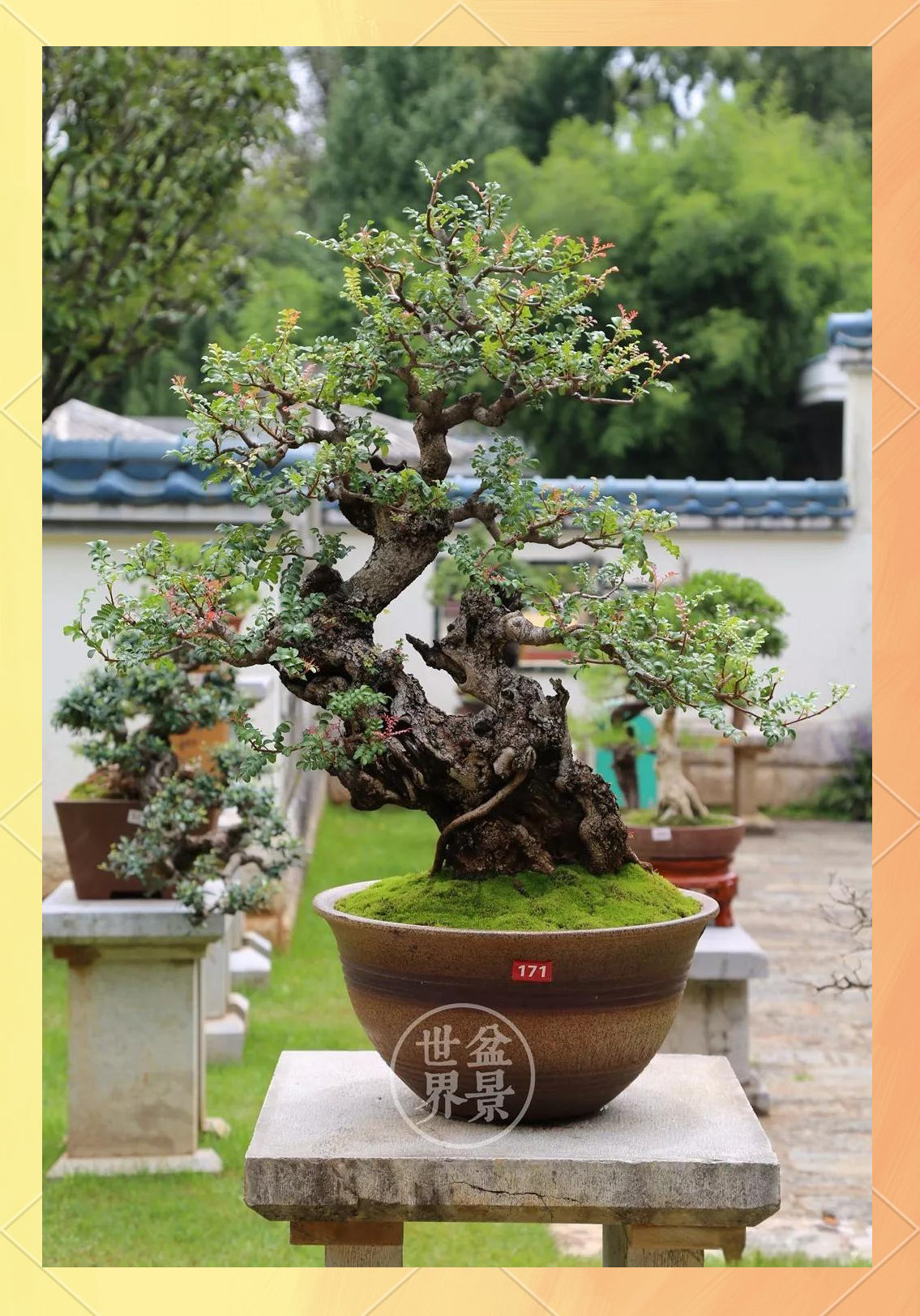 开家香味植物盆景店怎么样(在家小本创业好项目香味植物盆景)