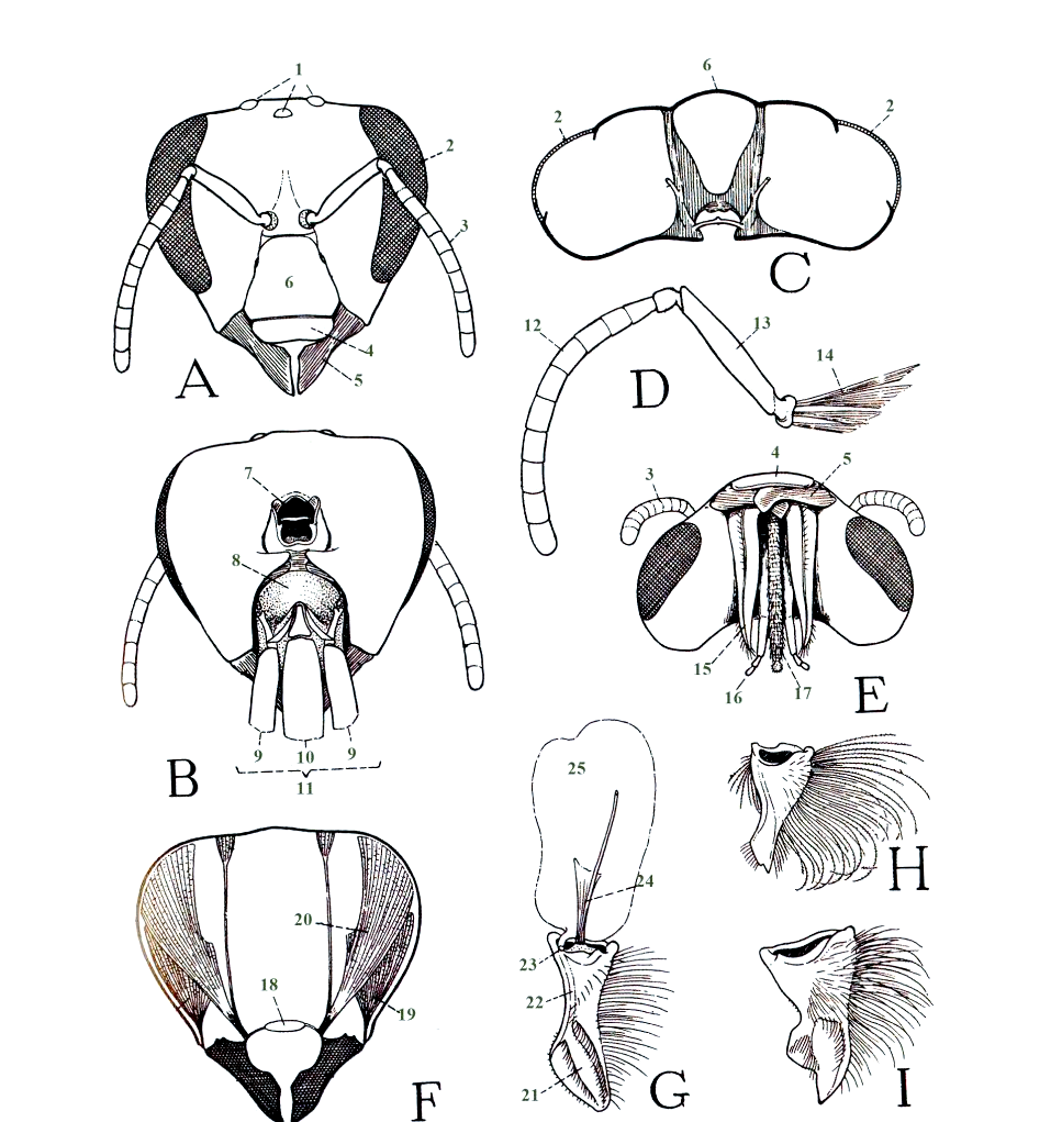 蜂巢奇迹:蜜蜂身体结构与生活习性的深度揭秘