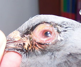 博金赛鸽丨鸽子得单眼伤风怎么办