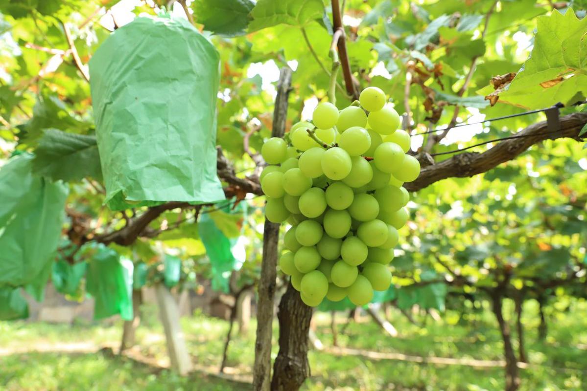 河南沁阳:葡萄丰收香满园 炎炎夏日采摘忙