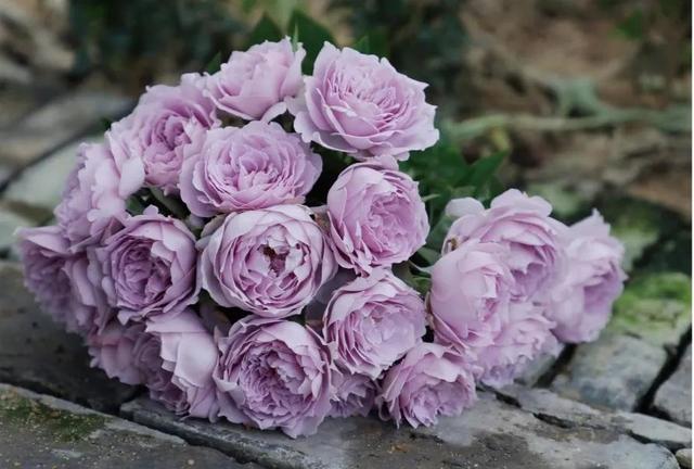 中国现代月季:空蒙(kongmeng)