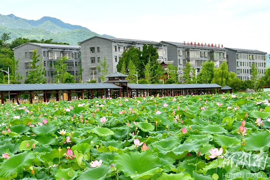 西岭镇:油茶特色小镇抒写农旅华章