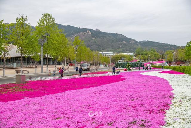 合肥芝樱花海图片