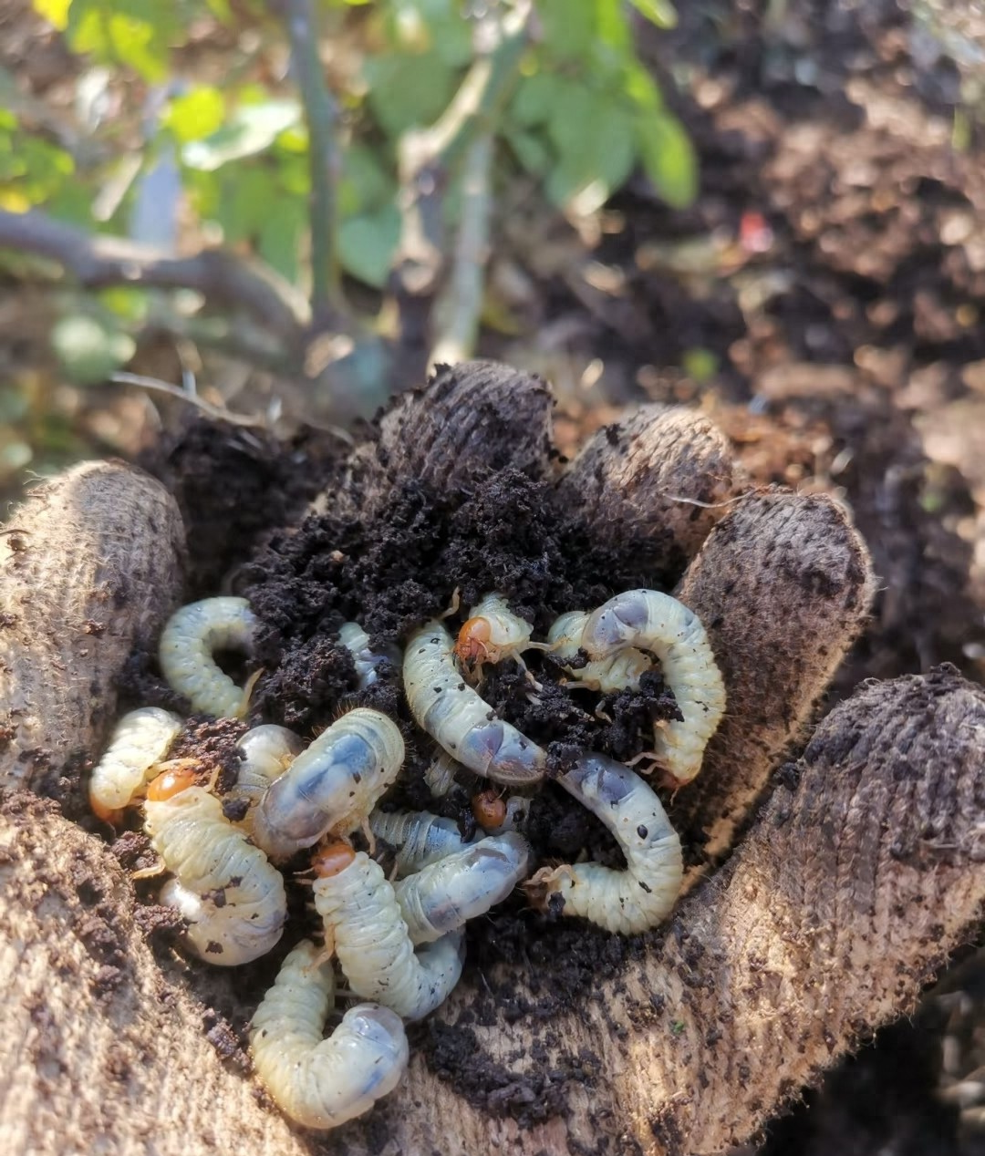 巧用兔粪:天然地老虎防治法与农业实践