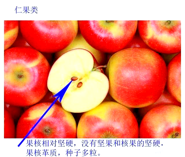 核果和仁果