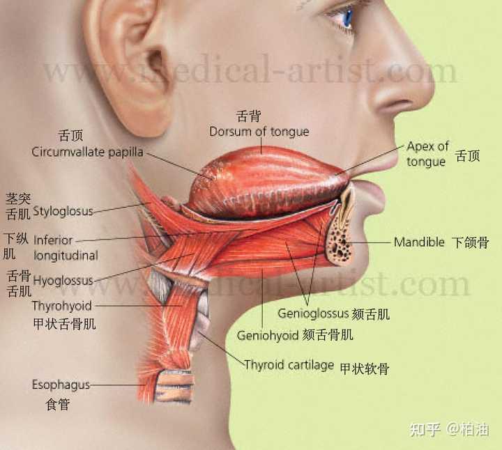 舌头构造真实示意图图片