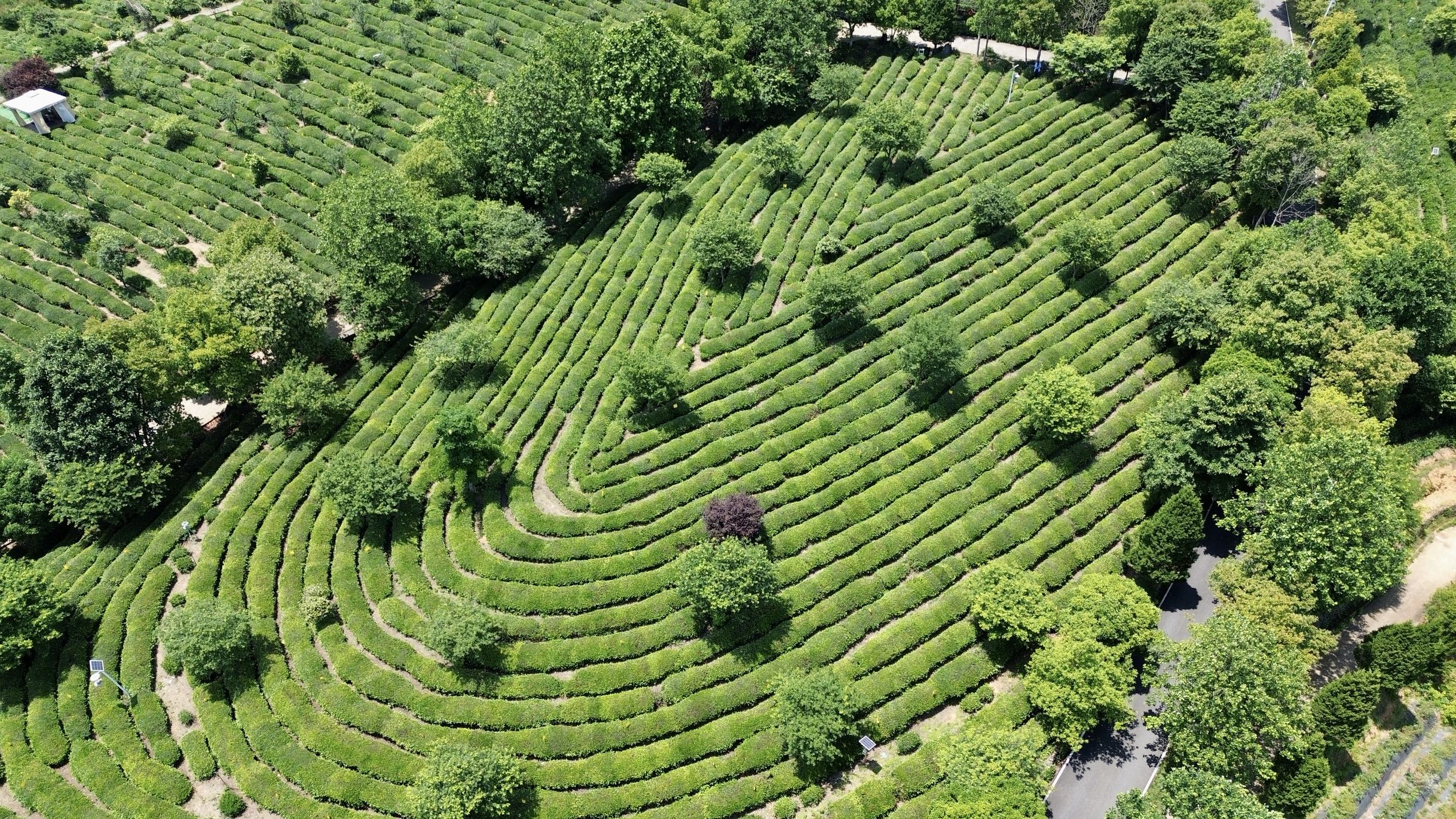 中国式现代化长三角实践|文旅综合体谢裕大茶博园
