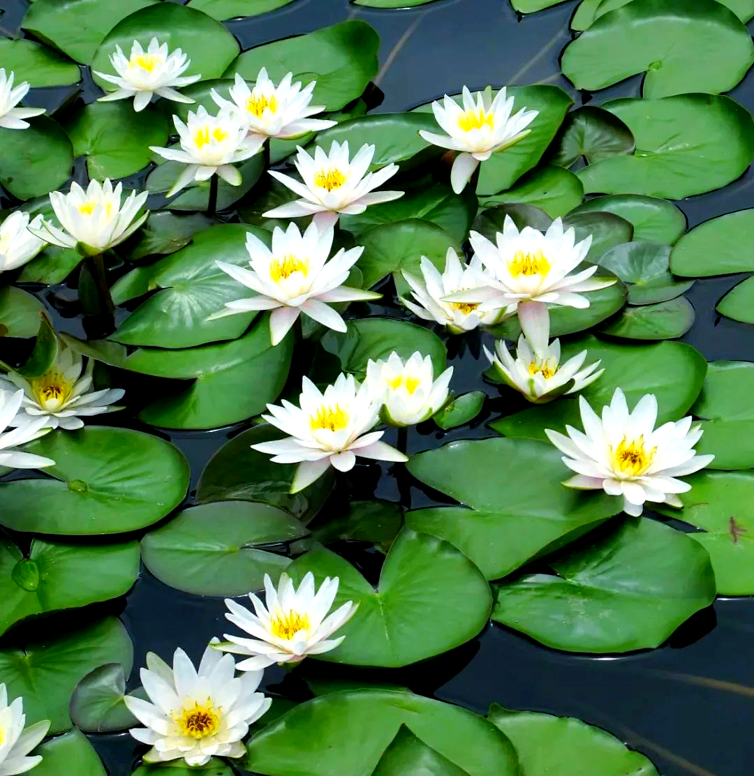 6月23日,探索白睡莲的多样魅力