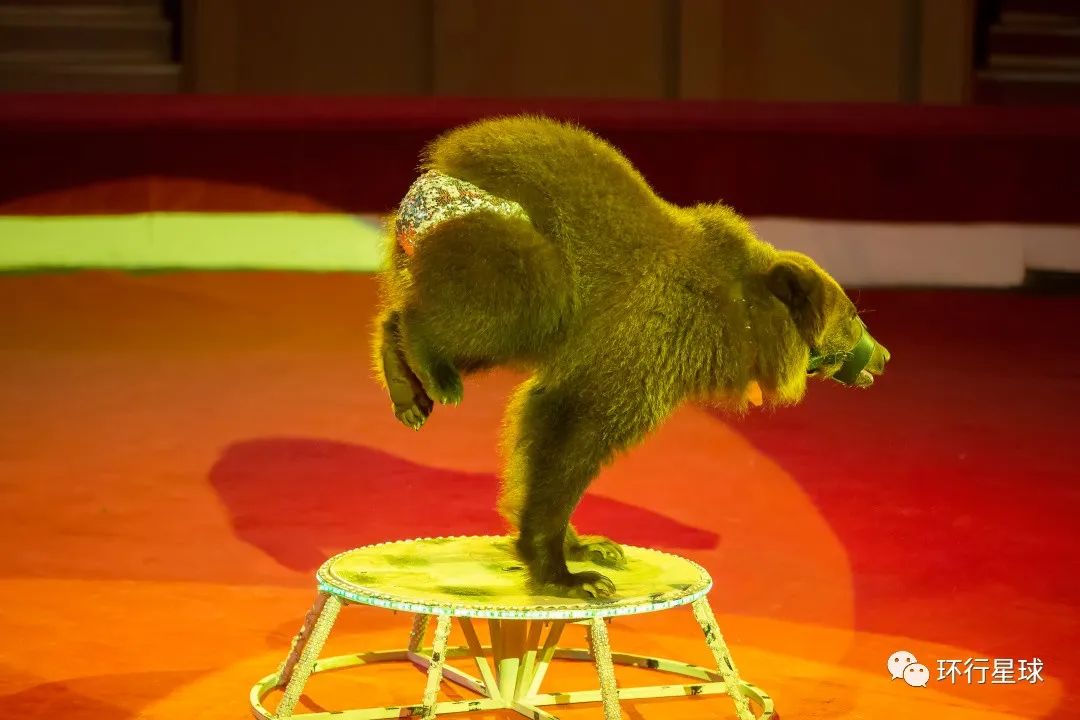 俄罗斯熊,真的不能惹