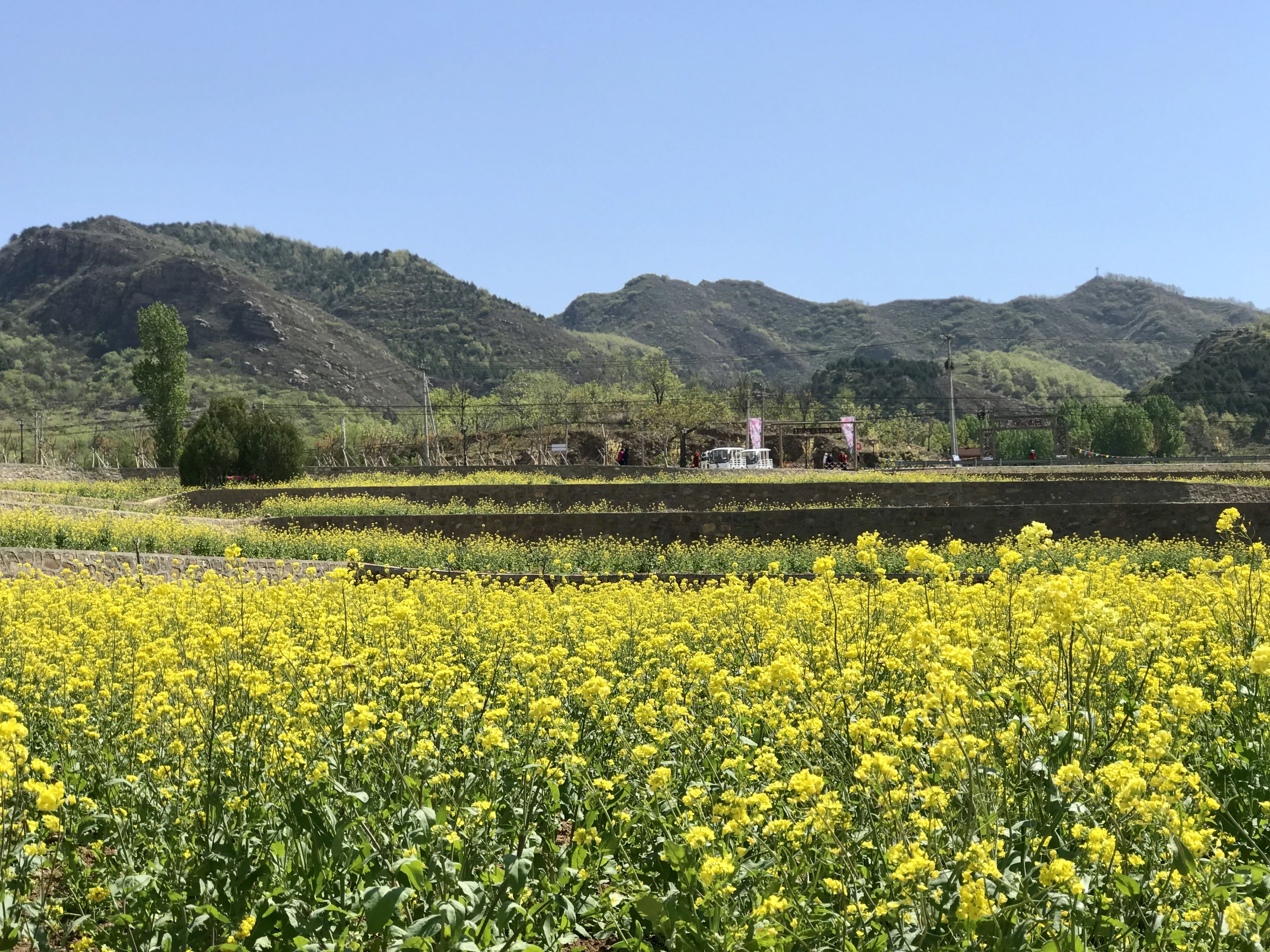 北京农田观光季正式开启 5个农田景观休闲特色乡镇值得打卡