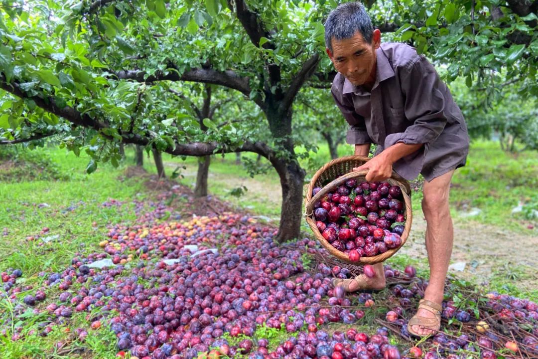 果农急哭!陕西600万斤黑布林价格暴跌,每箱仅9.