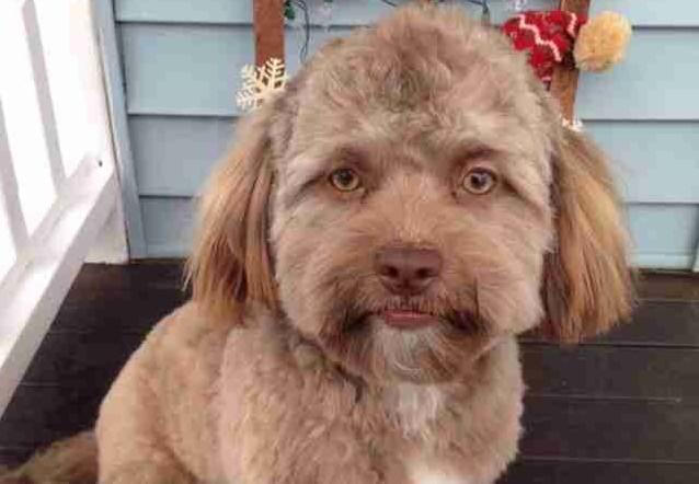 长着一张人脸的狗(人面犬)-日本惊悚都市传说