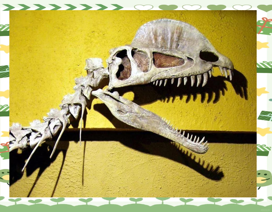 值得注意的是,中国龙与双脊龙都长有成对的头冠,但这些冠并非用于打斗