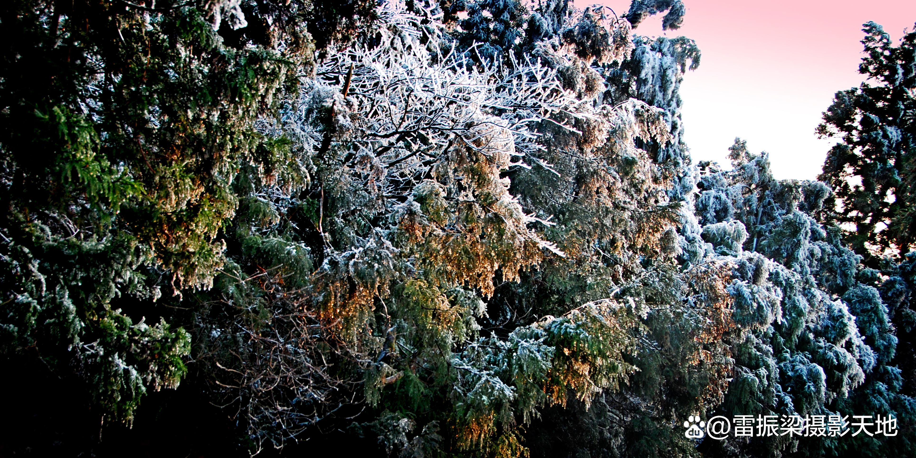 今天大雪:图赏南岳雾凇,感悟南岳晶莹剔透的冰雪雾凇传神美景!