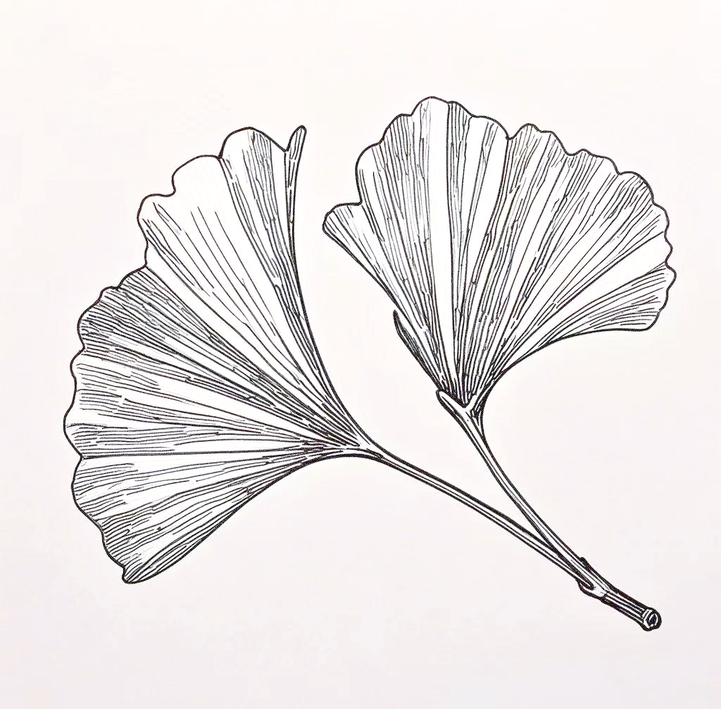 多种常见树叶的简笔画,线稿绘制及绘画技巧详解