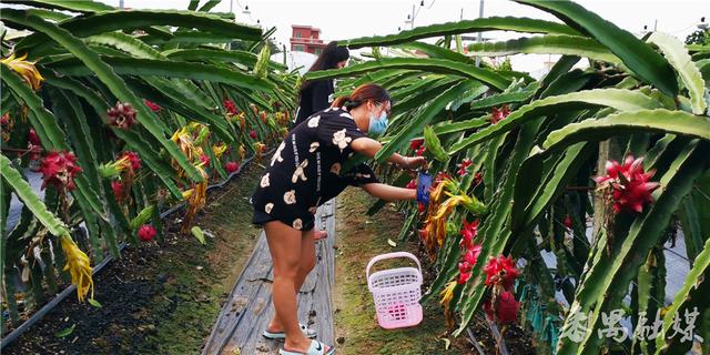 日前,记者到番禺区石碁镇大刀沙岛时尚生态采摘园采访,果园老板用发