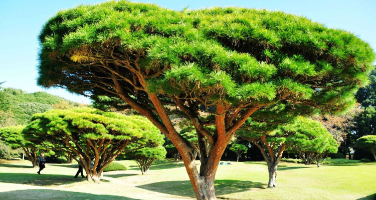 松柏树的象征意义